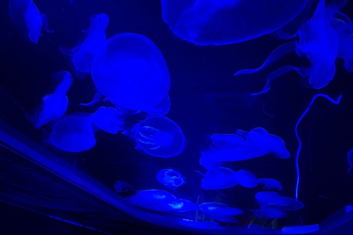 Jelly Fish at London Sealife