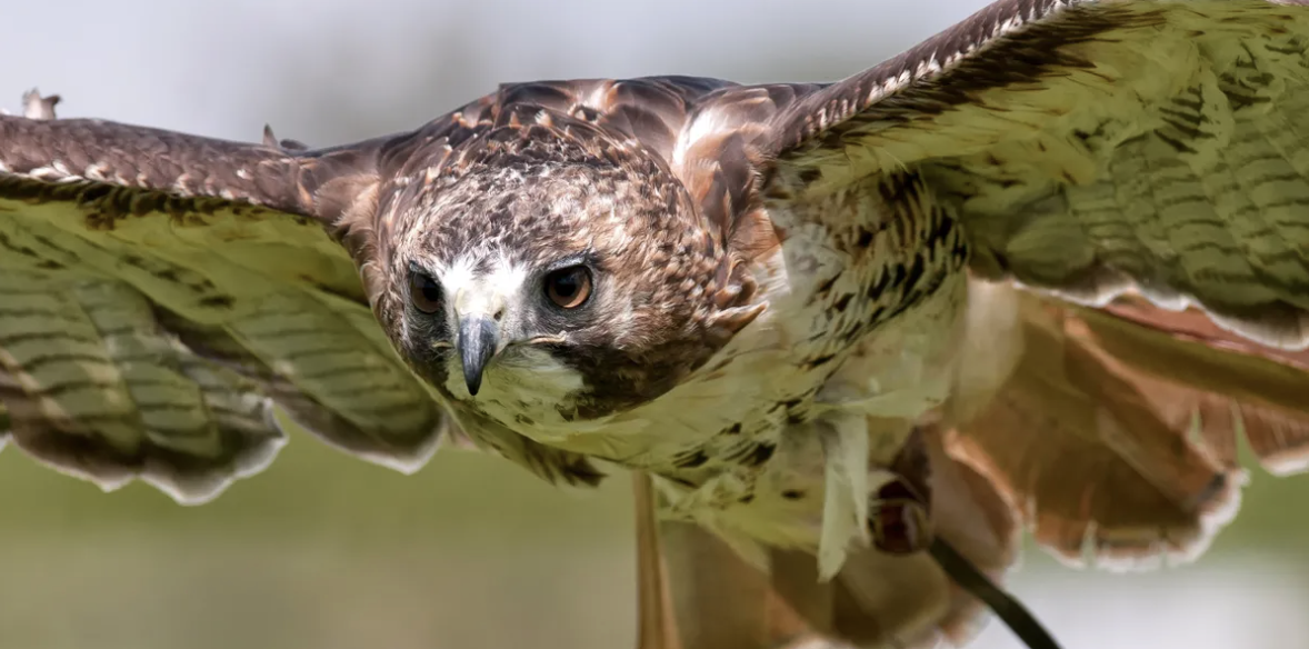 Battlefield Bird of Prey Centre