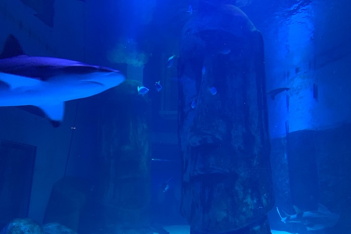 Dive into the Deep: Exploring SEA LIFE London Aquarium | Family Days Out