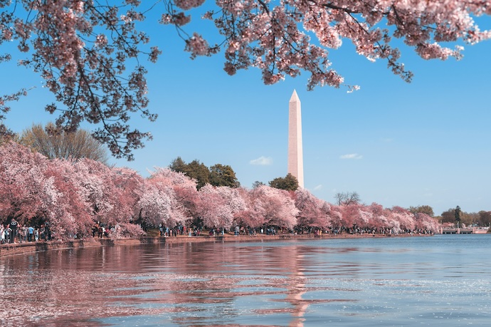 Washington DC in spring