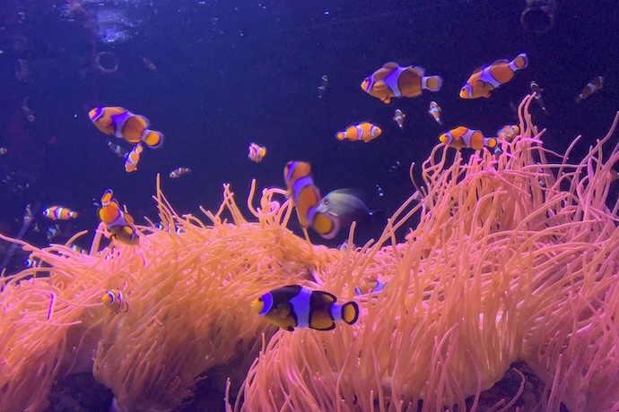 clownfish at London Sealife