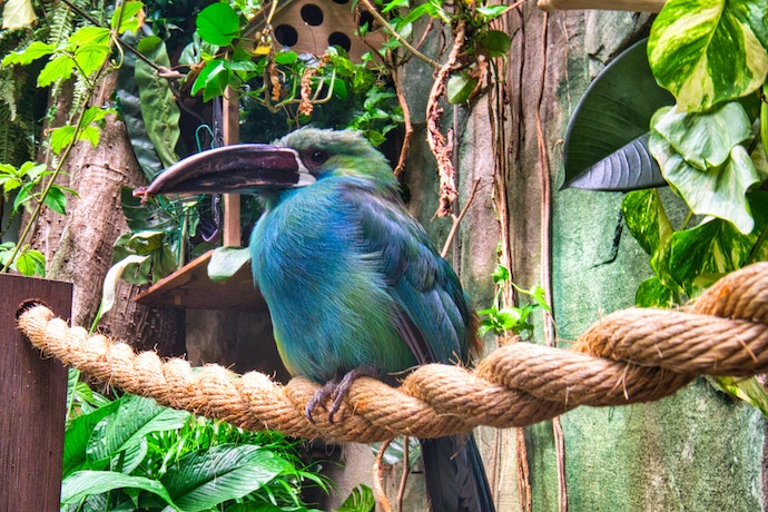 an exotic bird on a rope rail