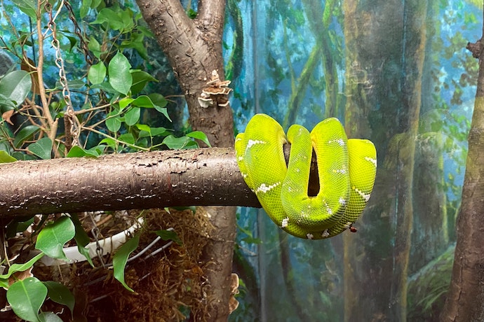 a green snake is wrapped around a brown branch