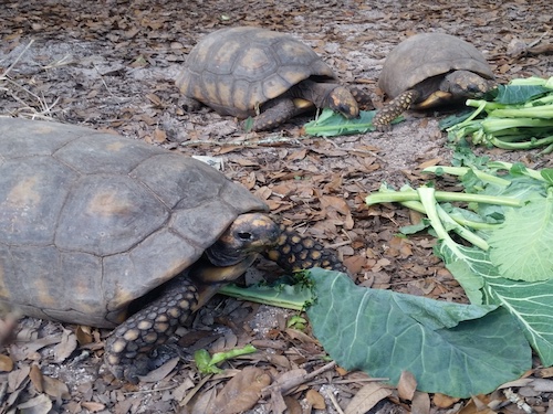 Smooth Waters Wildlife Park in De Leon Springs | Florida - on ...