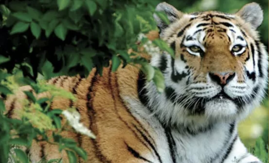 tiger at marwell zoo