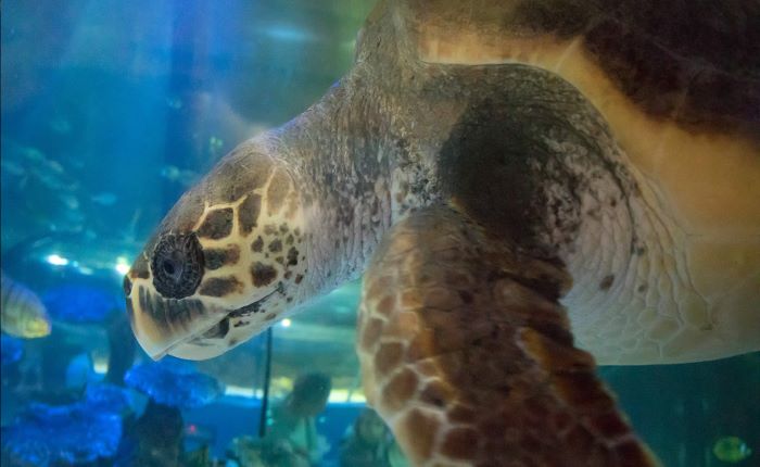 Sea Life Marine Sanctuary in Scarborough | North Yorkshire - on ...