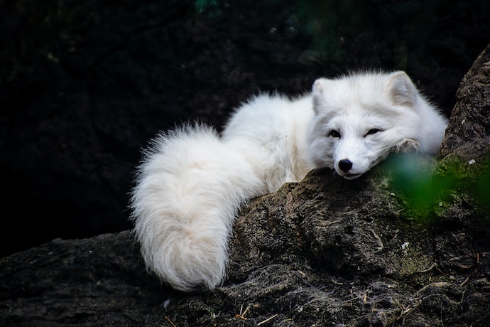 an artic fox relaxes