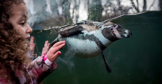 Twycross zoo