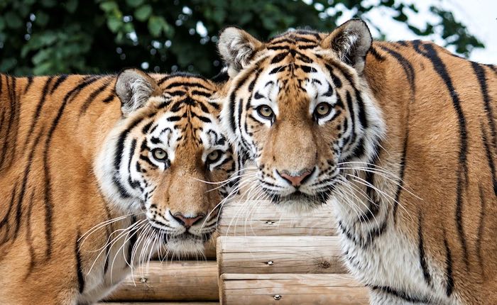 woodburn safari park tigers