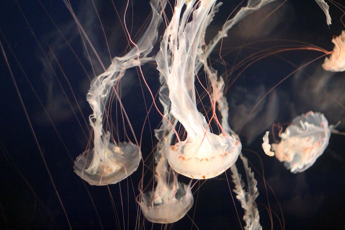 jellyfish at Vancouver Aquarium