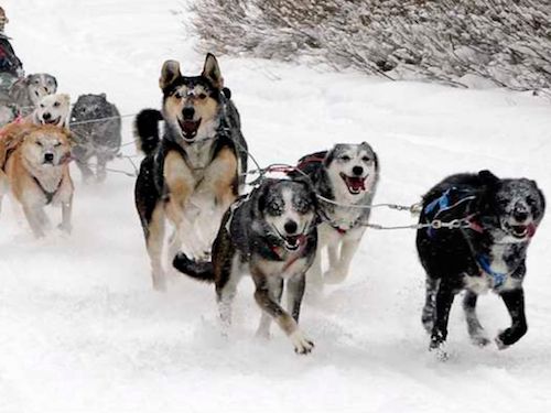 iditarod sled race clipart