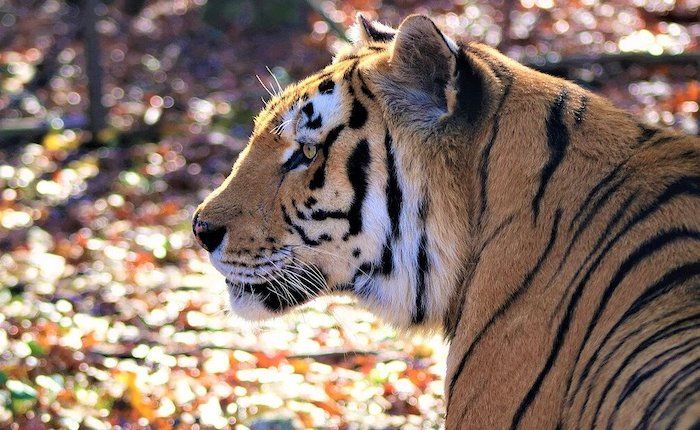 Tigers for Tomorrow at Untamed Mountain in Attalla | Alabama - on ...