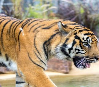 ballarat tiger