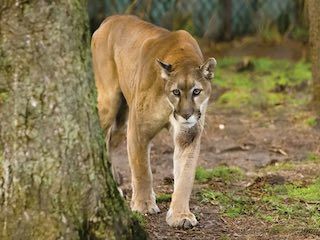 Long Island Game Farm in Manorville | New York - on FamilyDaysOut.com