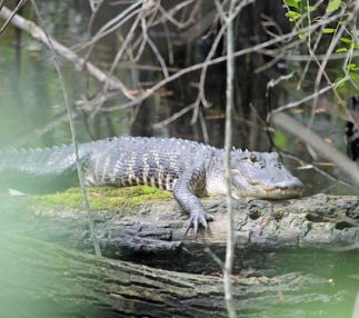 fakahatchee strand preserve state park florida swamps everglades adventure for kids
