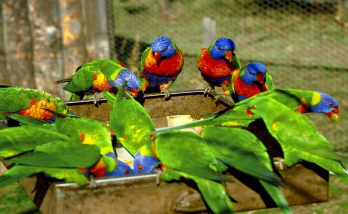 Canberra Walk In Aviary in Nicholls | Australian Capital Territory - on ...