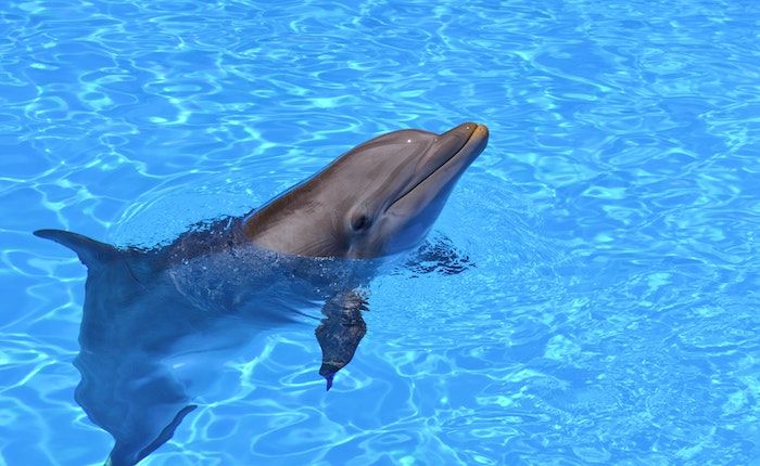 Marineland in Niagara Falls | Ontario - on FamilyDaysOut.com