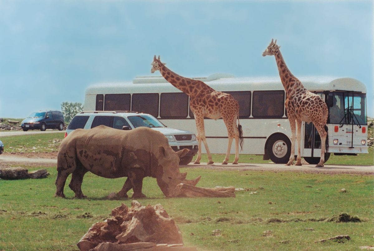 lion country safari ontario